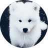 logo profil google